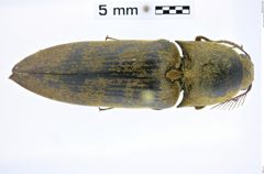 Foto (Dorsalansicht) von Agriotes incallidus (NHMW-ZOO-COL-0010108)